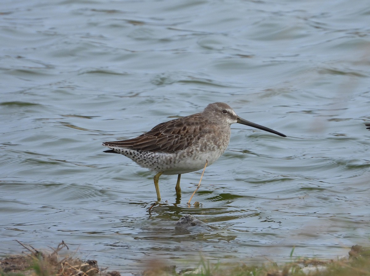Long-billed Dowitcher - ML645065243