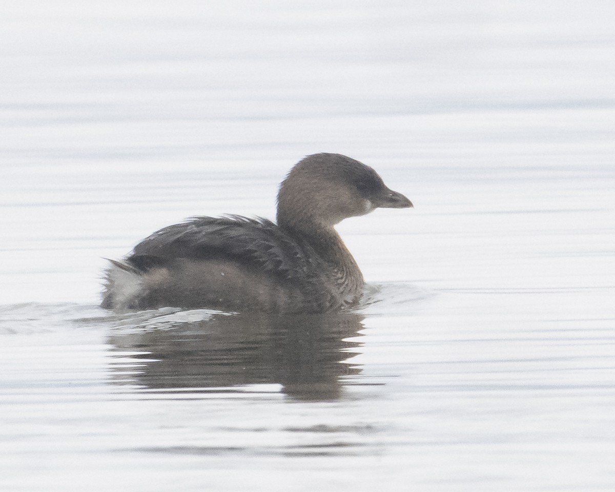Grèbe à bec bigarré - ML645065245