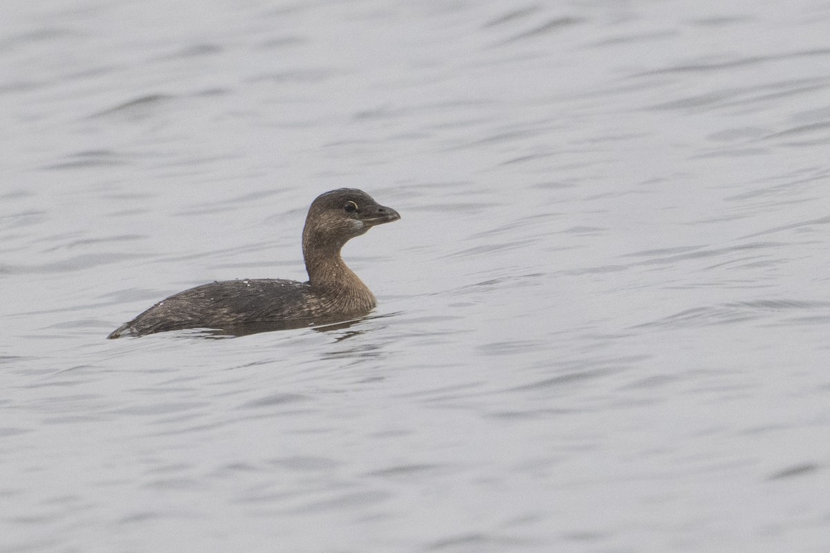 Grèbe à bec bigarré - ML645065246