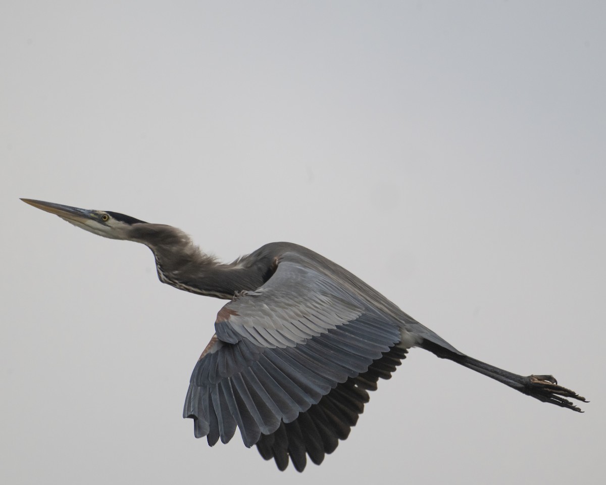 Grand Héron - ML645065255