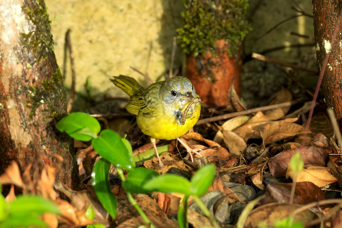 Mourning Warbler - ML645065260