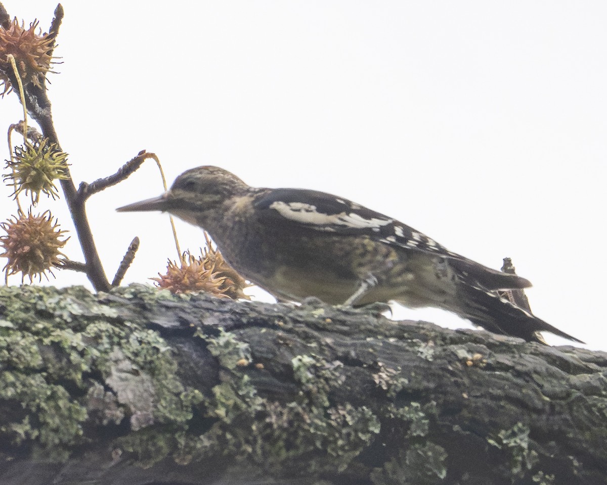 Pic maculé - ML645065266