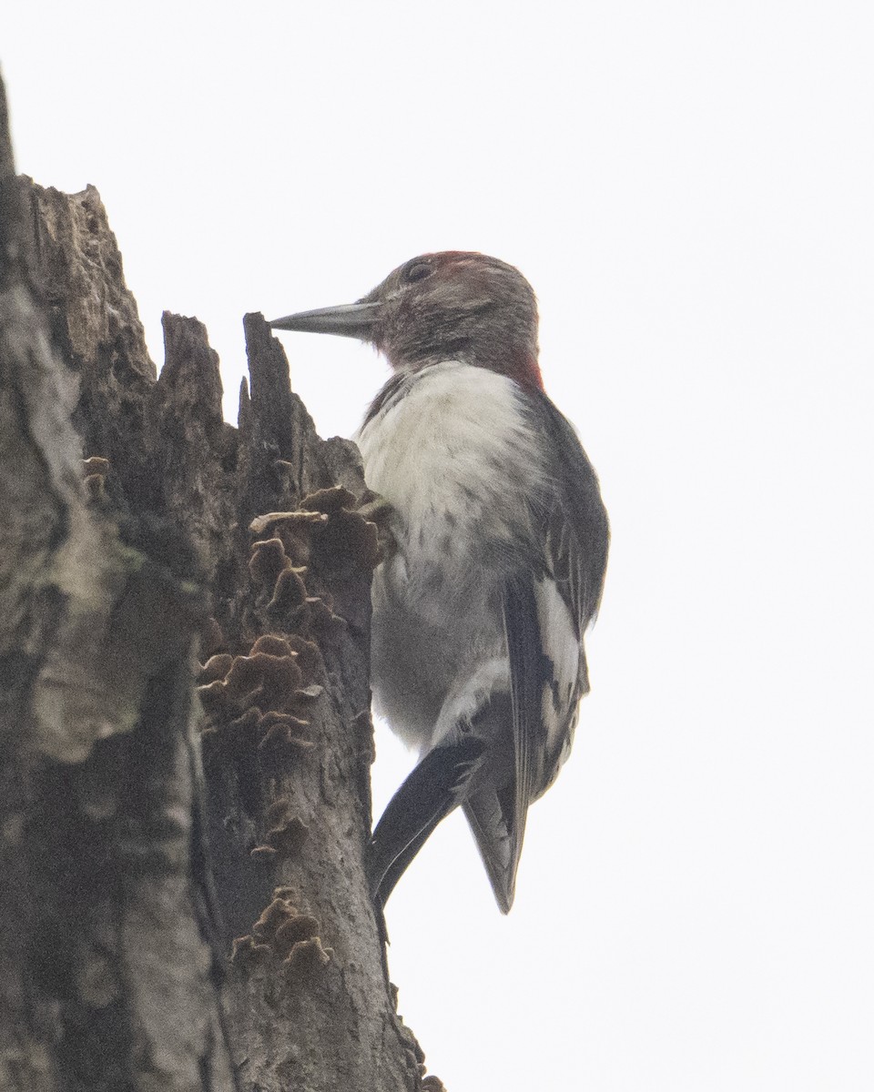 Pic à tête rouge - ML645065287