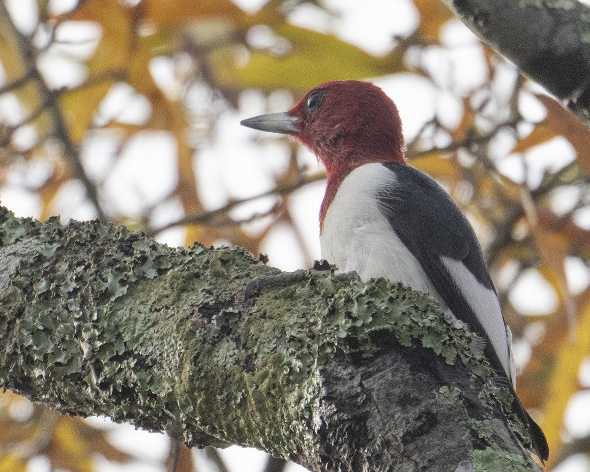 Pic à tête rouge - ML645065288