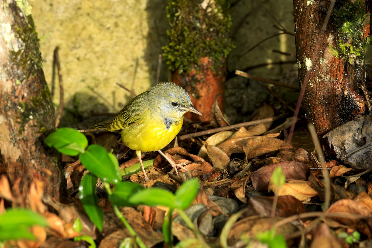Mourning Warbler - ML645065306