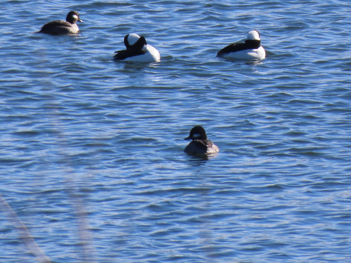 Bufflehead - ML645065311