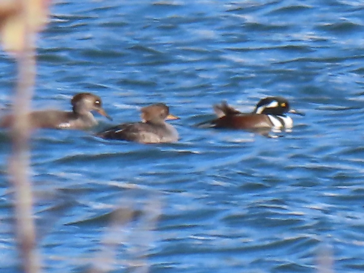Hooded Merganser - ML645065314
