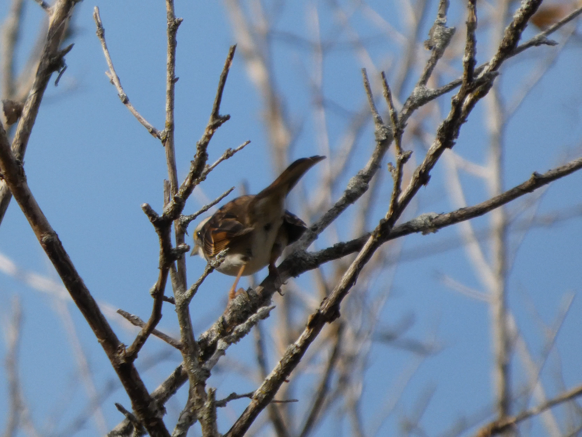 White-throated Sparrow - ML645065318