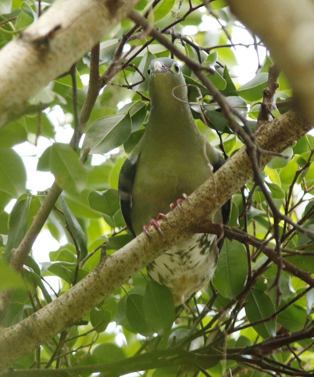 Kalın Gagalı Yeşil Güvercin - ML645065324