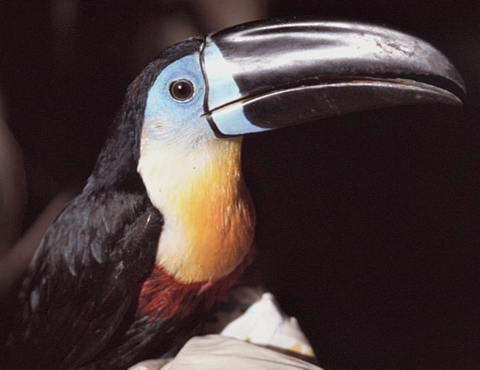 Channel-billed Toucan - ML645065332