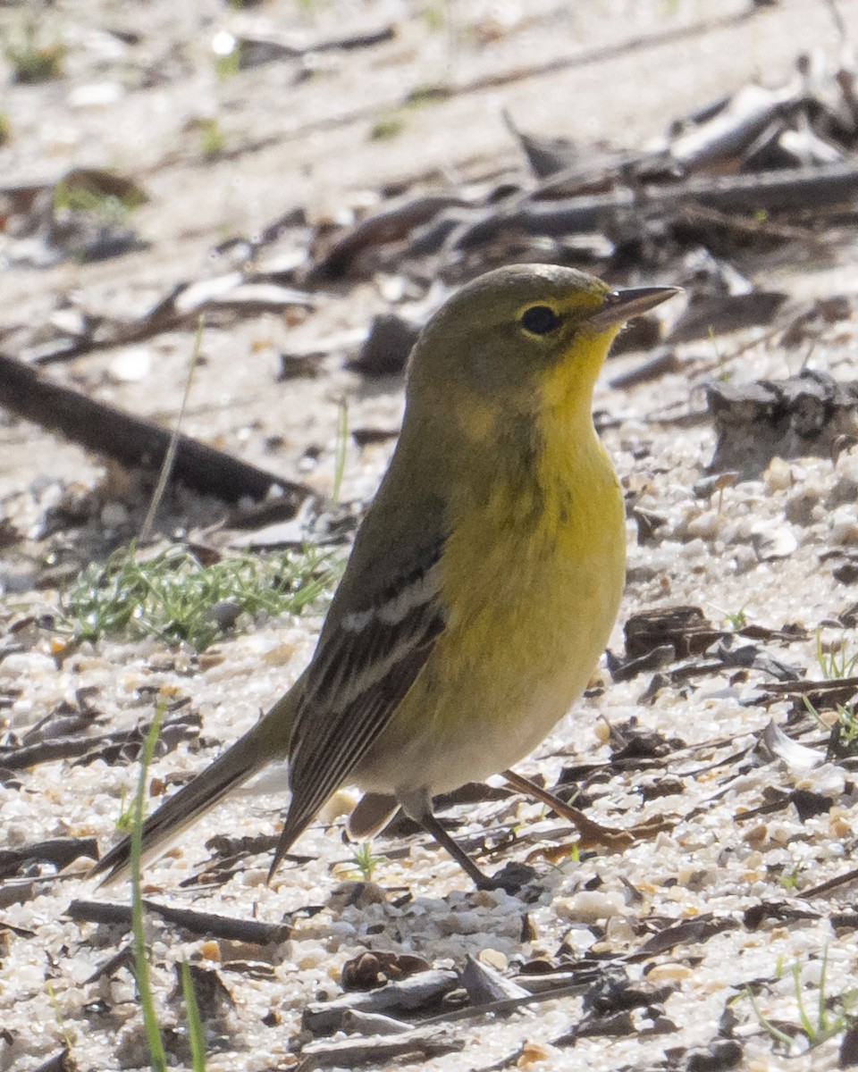 סבכון אורנים - ML645065334
