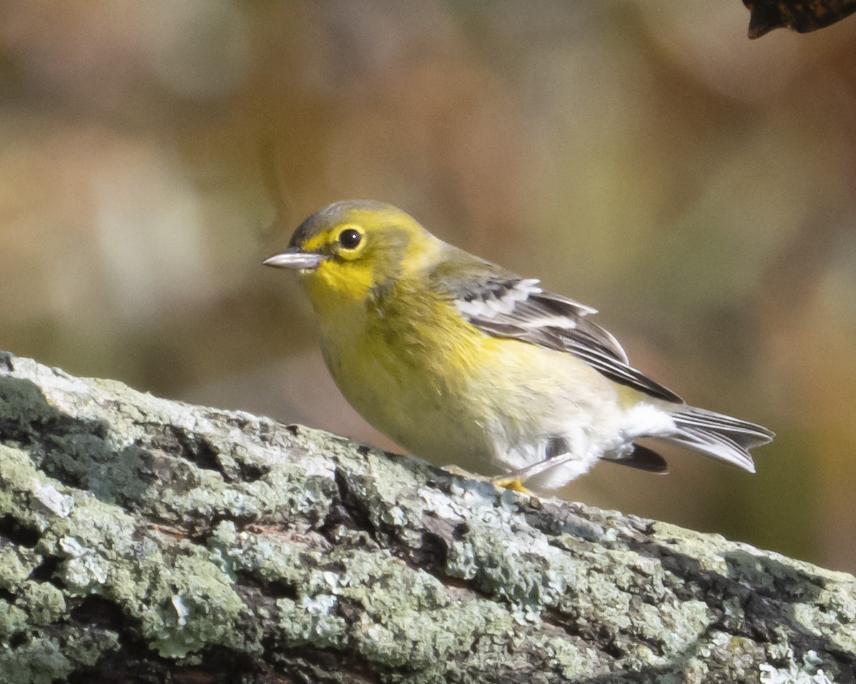 סבכון אורנים - ML645065335