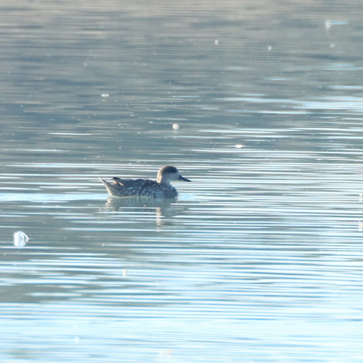 Marbled Duck - ML645065340