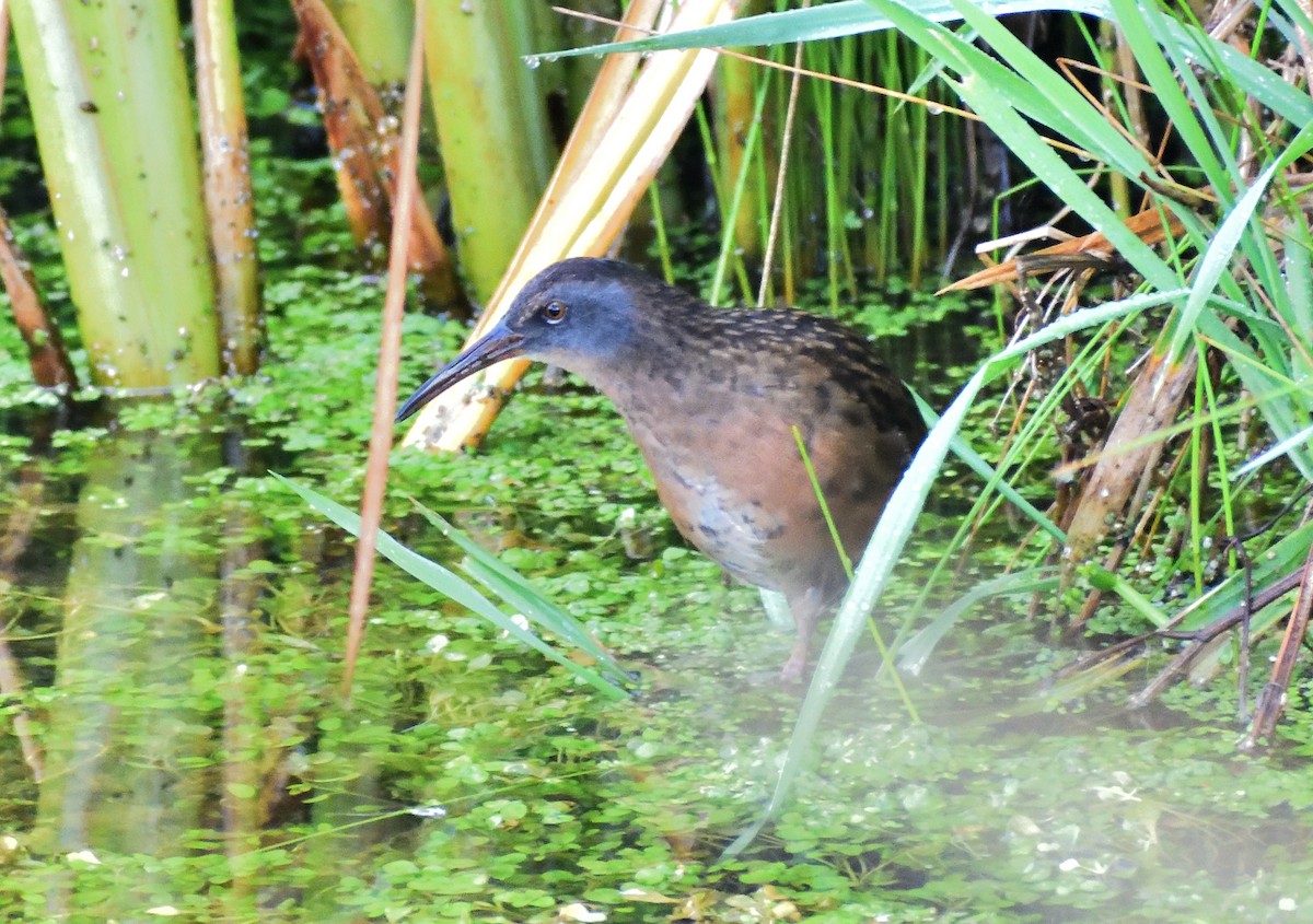 Пастушок віргінський - ML645065377