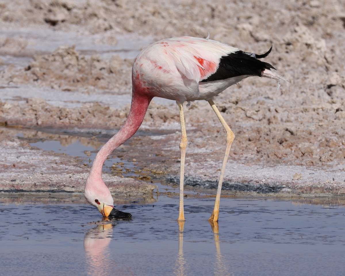 Andean Flamingo - ML645065390