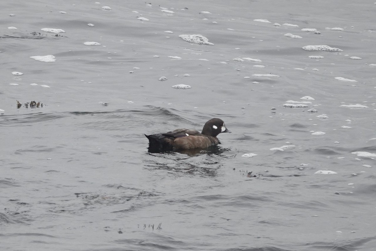 Ahate arlekina - ML645065398