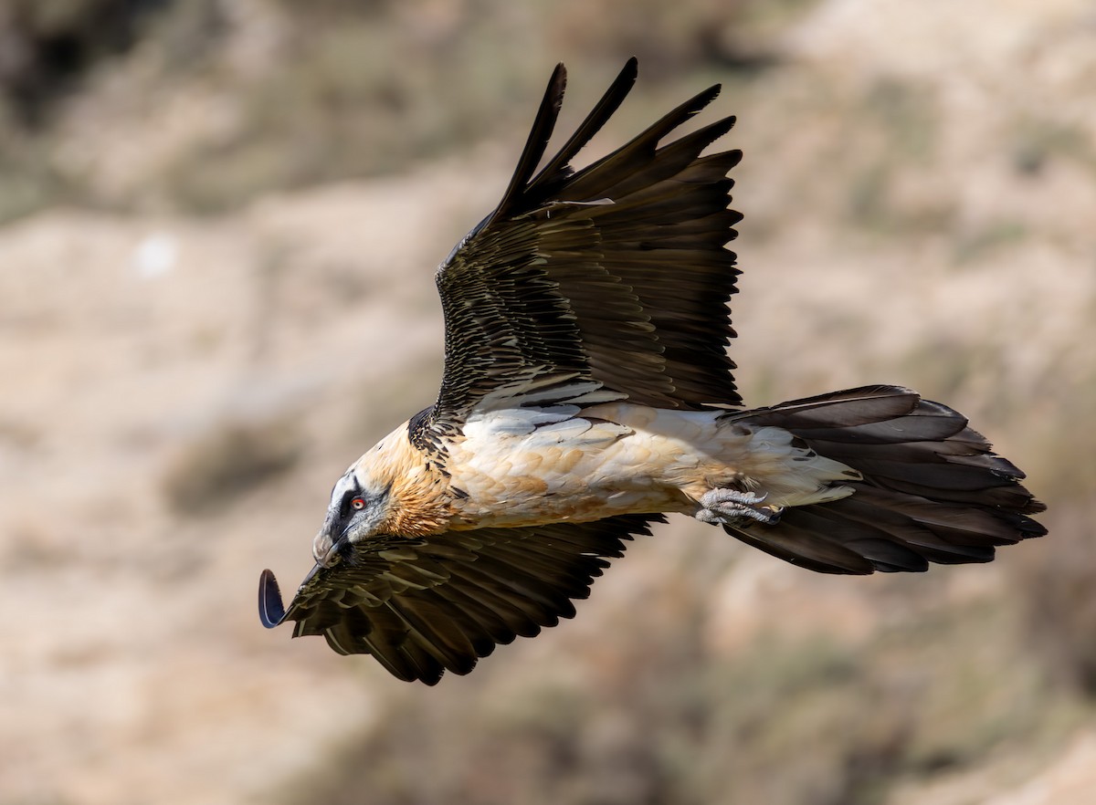 Bearded Vulture - ML645065406