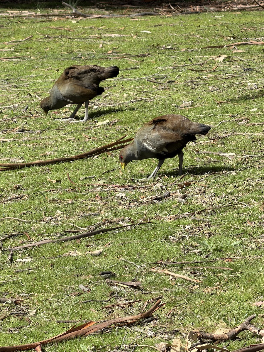 slípka tasmánská - ML645065411