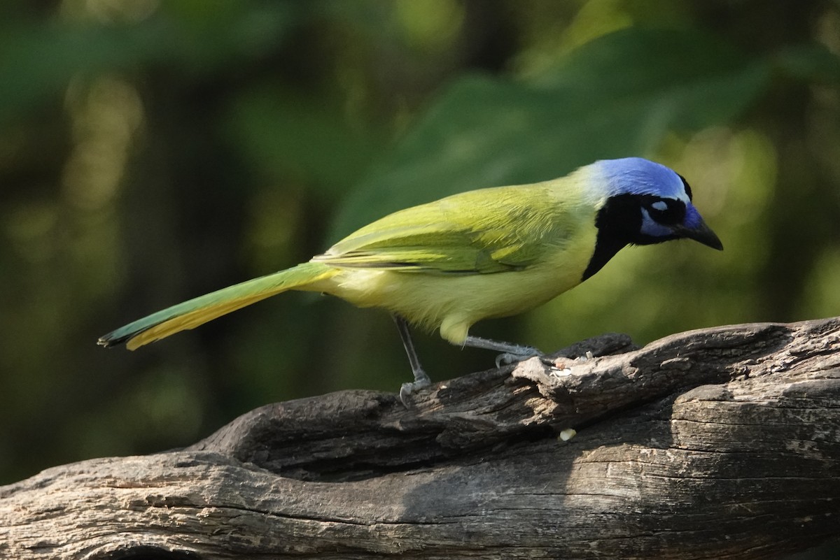 Green Jay - ML645065490