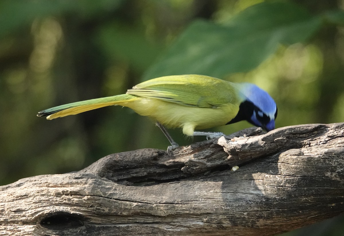 Green Jay - ML645065491
