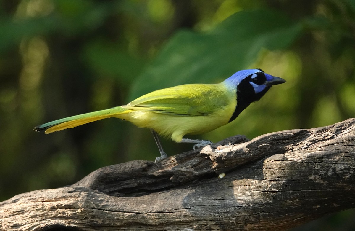 Green Jay - ML645065492