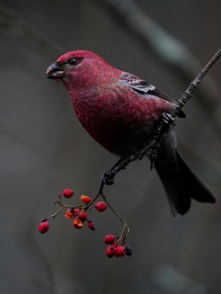 hýl křivčí - ML645065512