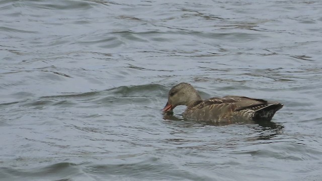 Gadwall - ML645065522