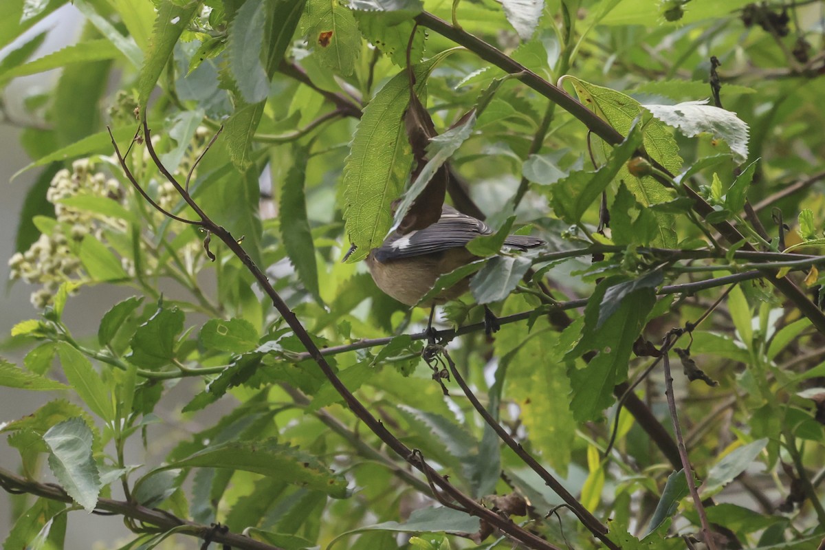 Conirostre cendré - ML645065527