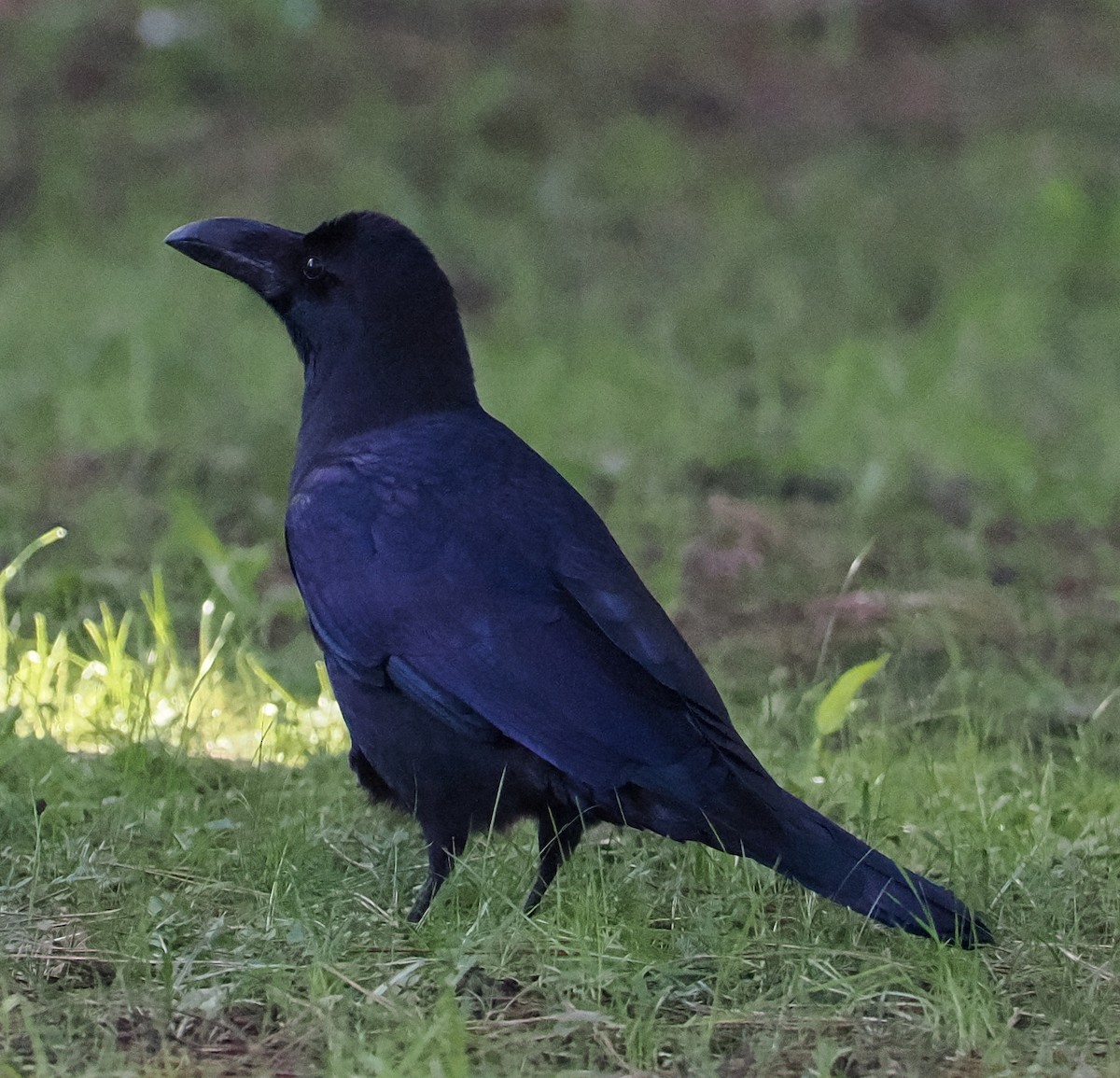 Large-billed Crow - ML645065541