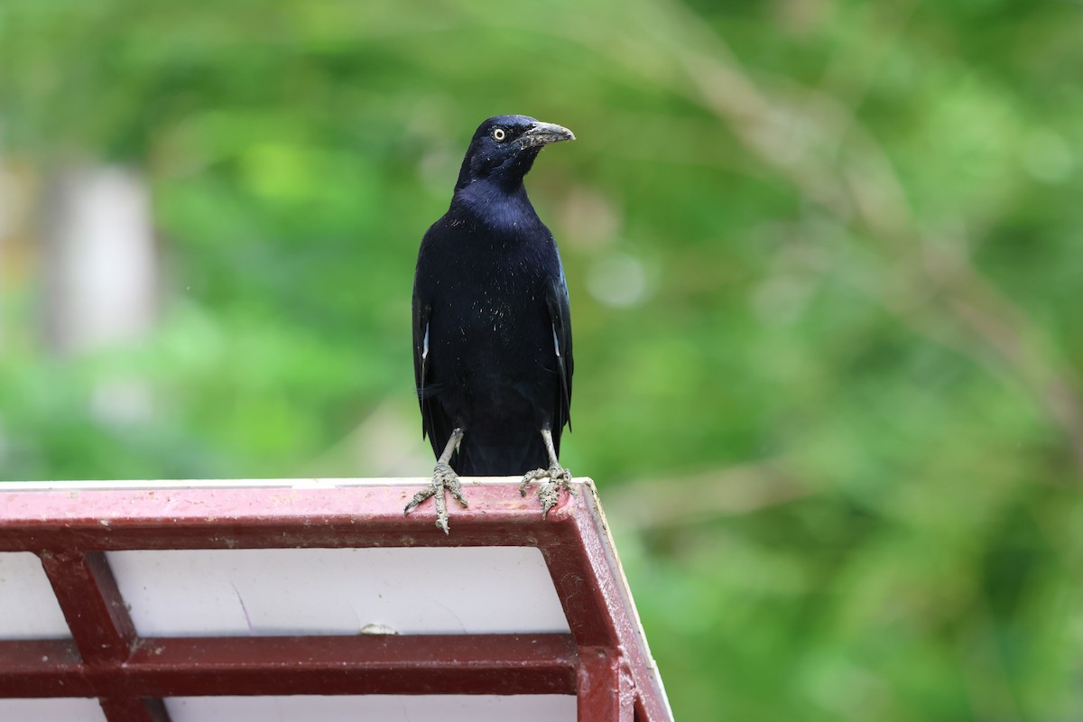 Great-tailed Grackle - ML645065547