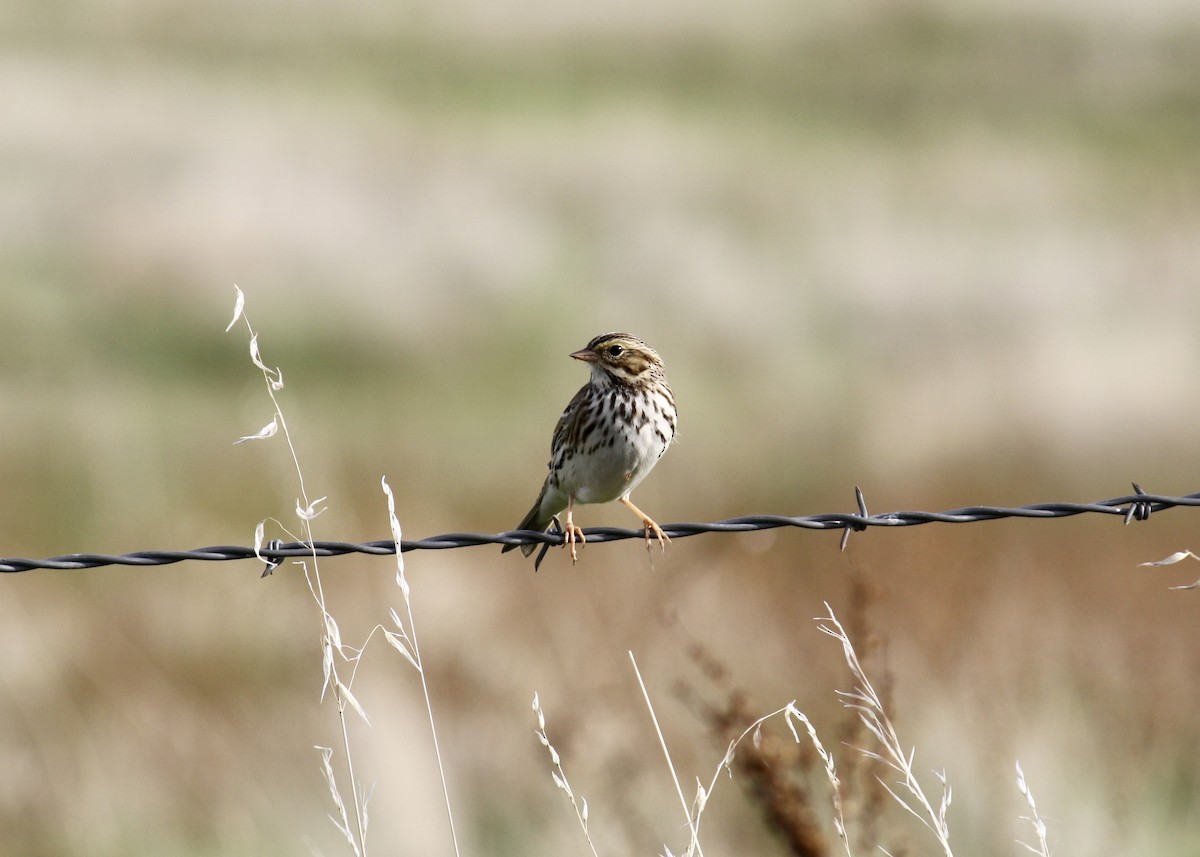 Savannah Sparrow - ML645065548