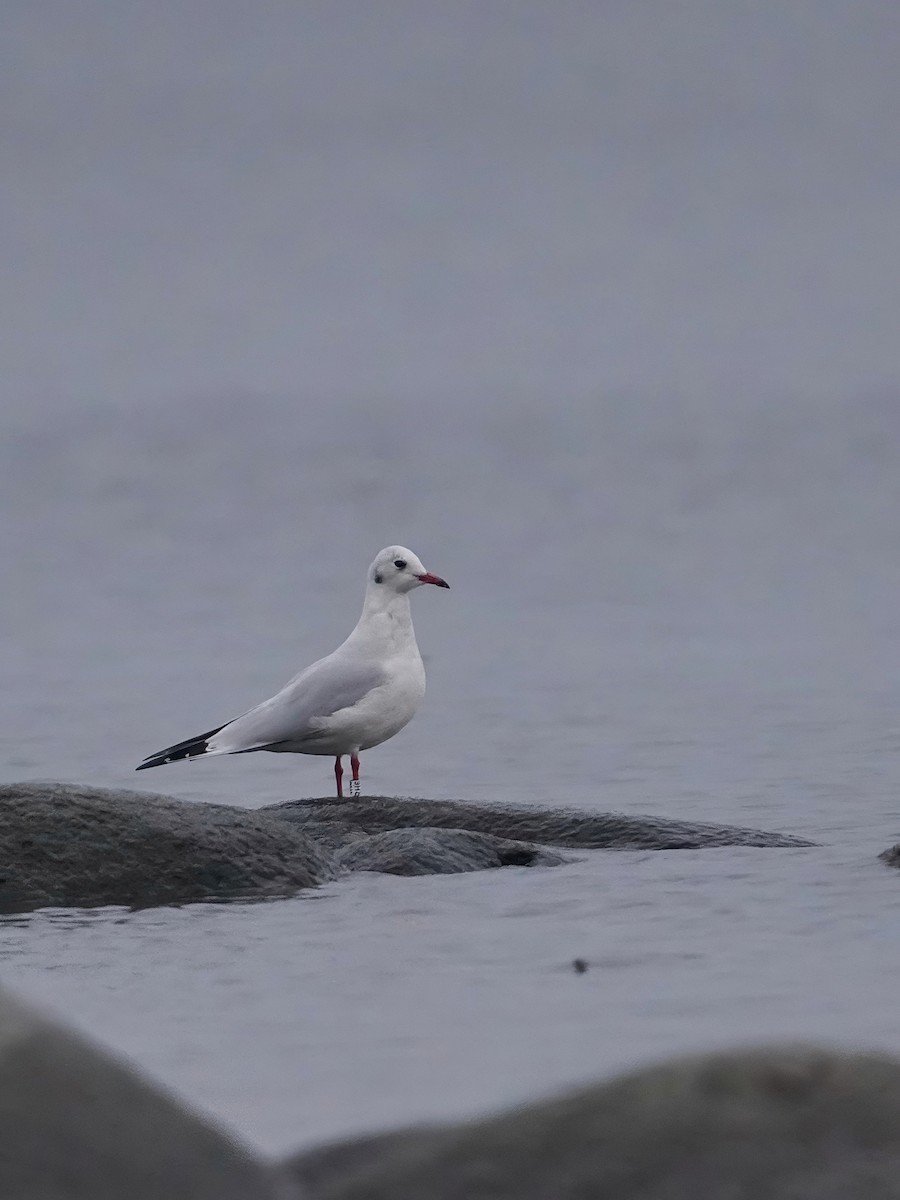Black-headed Gull - ML645065550