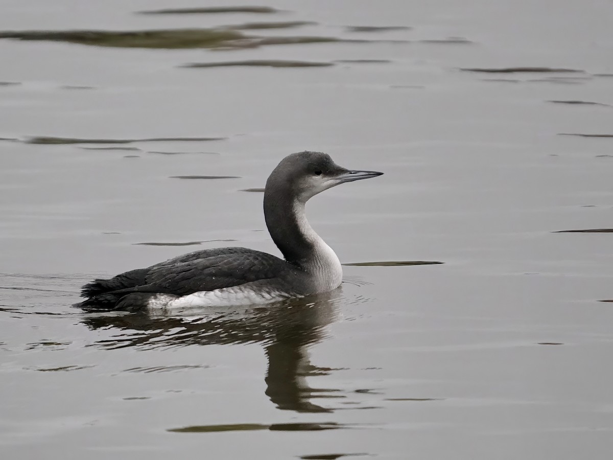 Arctic Loon - ML645065560