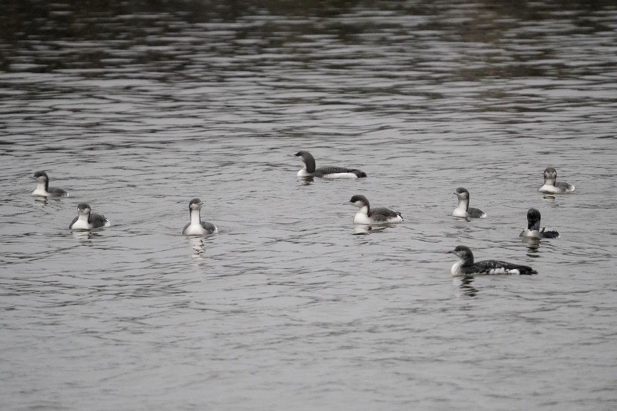 Arctic Loon - ML645065564
