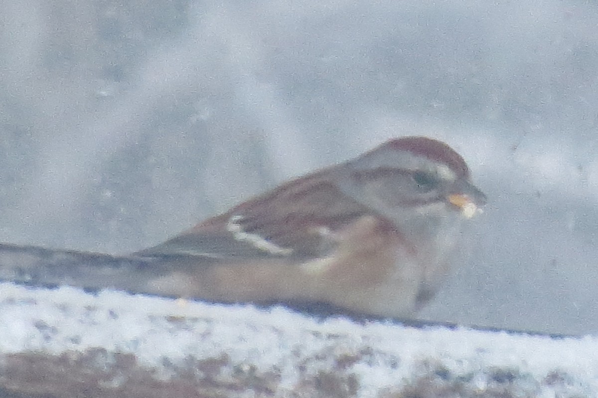 American Tree Sparrow - ML645065584