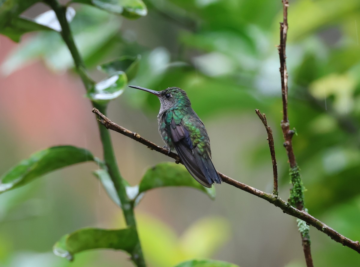 gyllenstjertkolibri - ML645065587