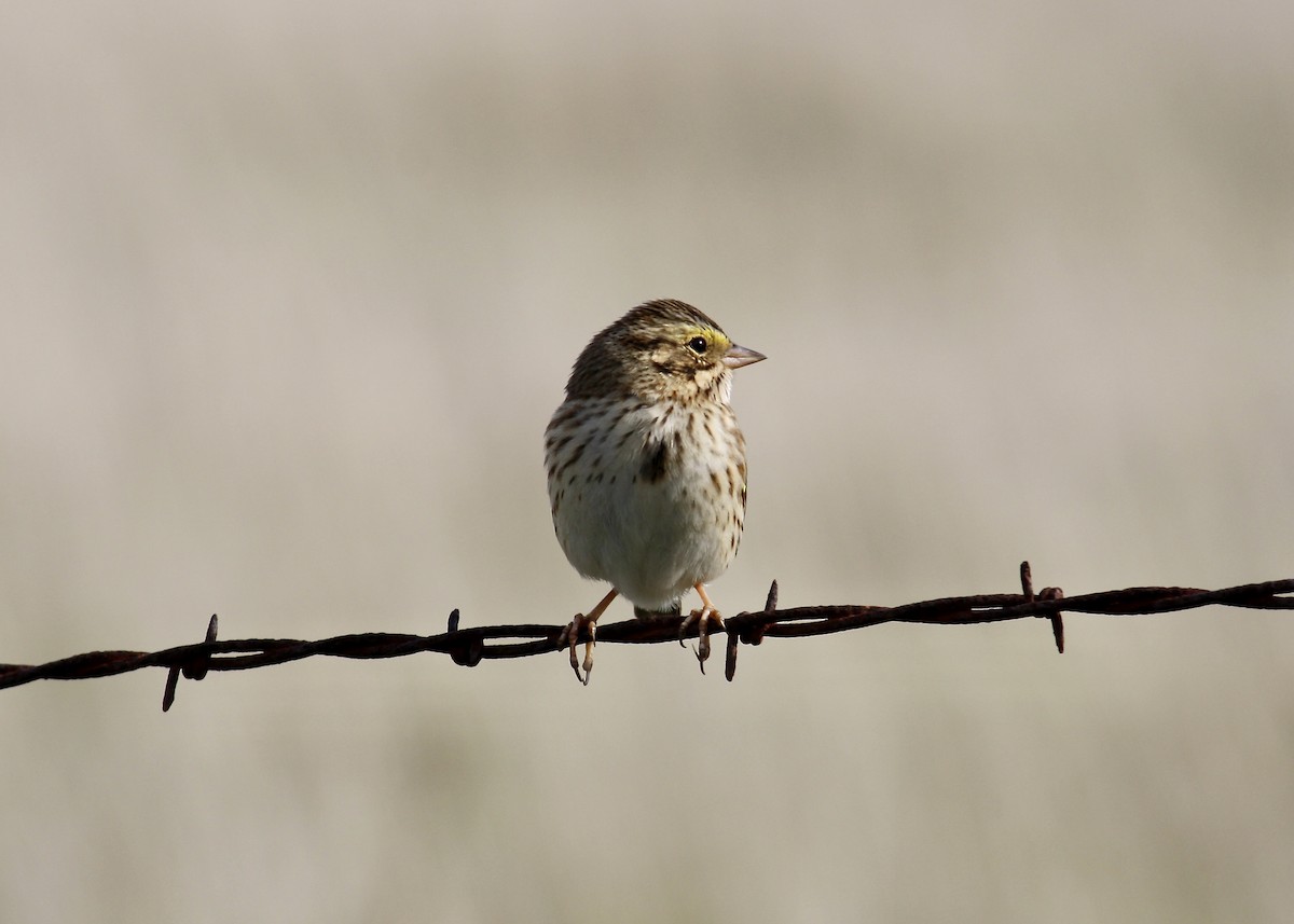Savannah Sparrow - ML645065600