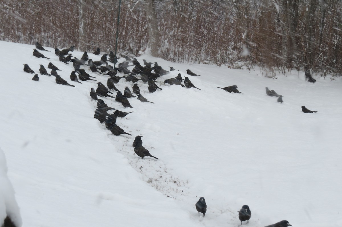 Common Grackle - ML645065606