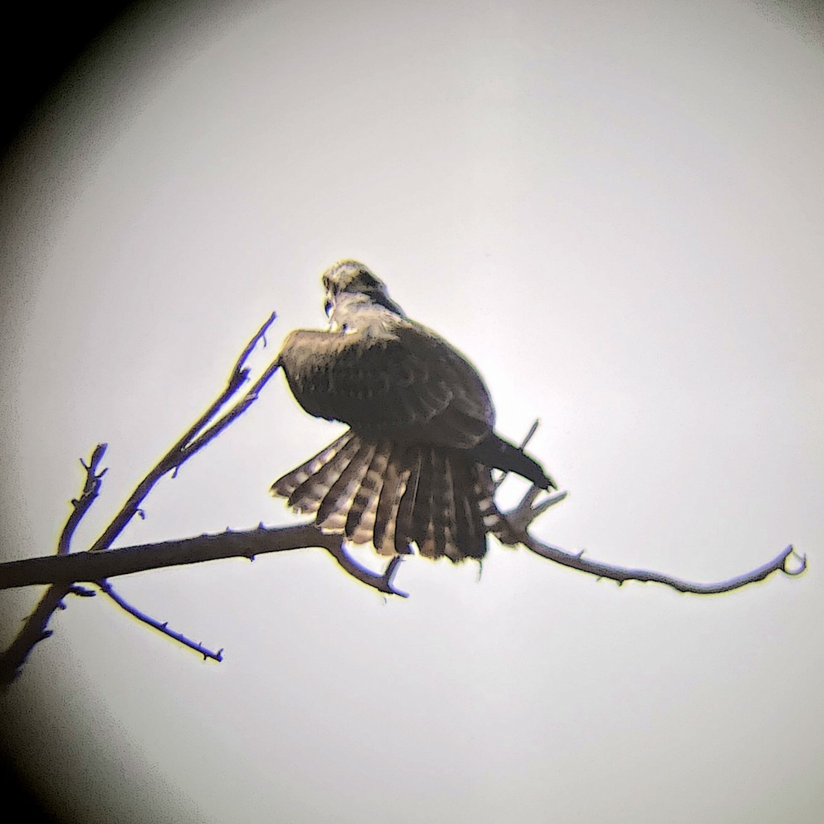 Osprey - ML645065622