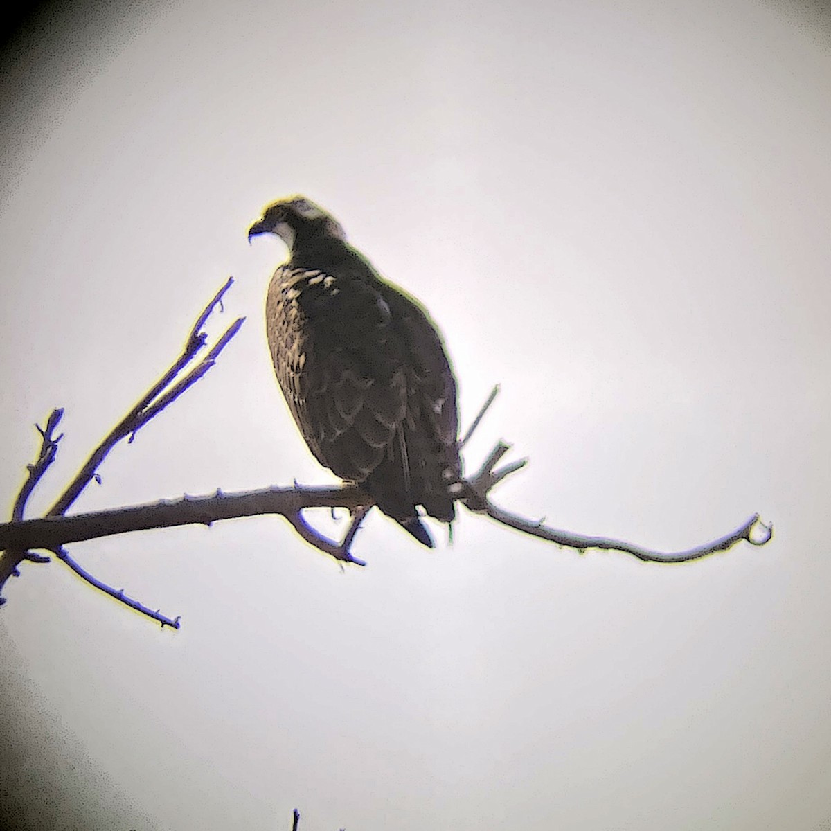 Osprey - ML645065623