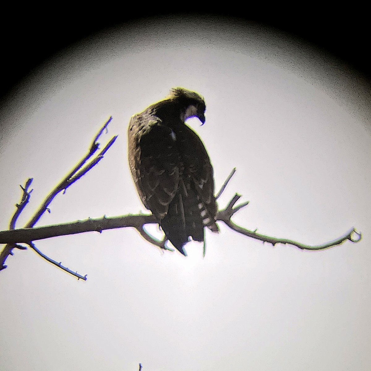 Osprey - ML645065624