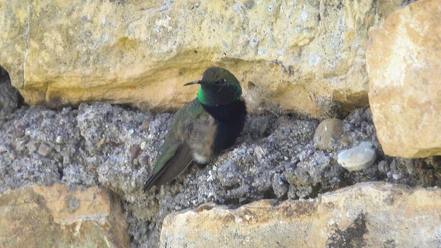 Black-breasted Hillstar - ML645065649