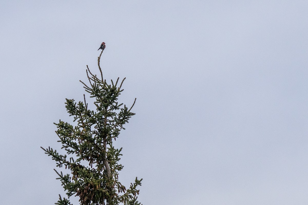 båndkorsnebb - ML645065659