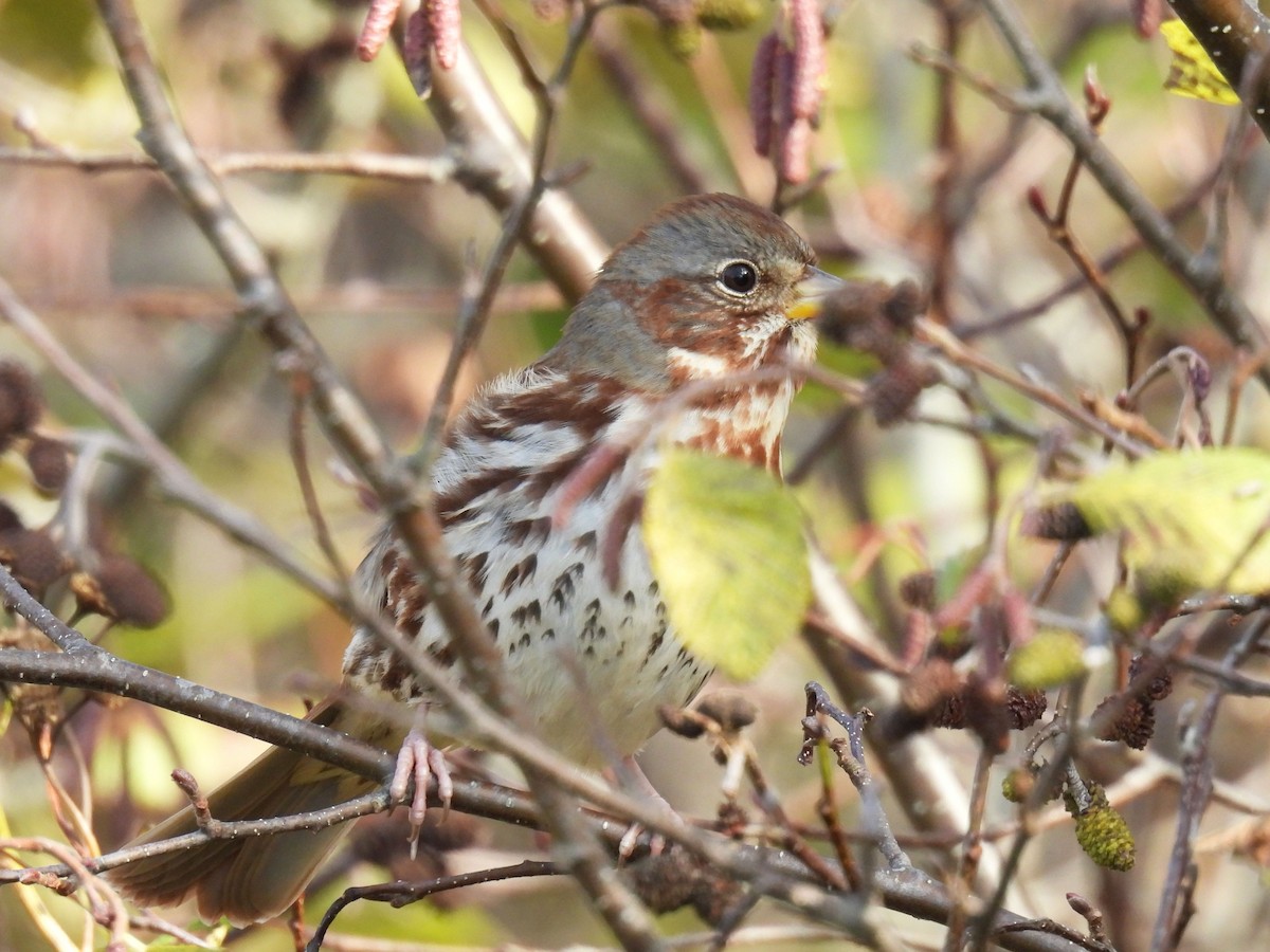 Fox Sparrow - ML645065664