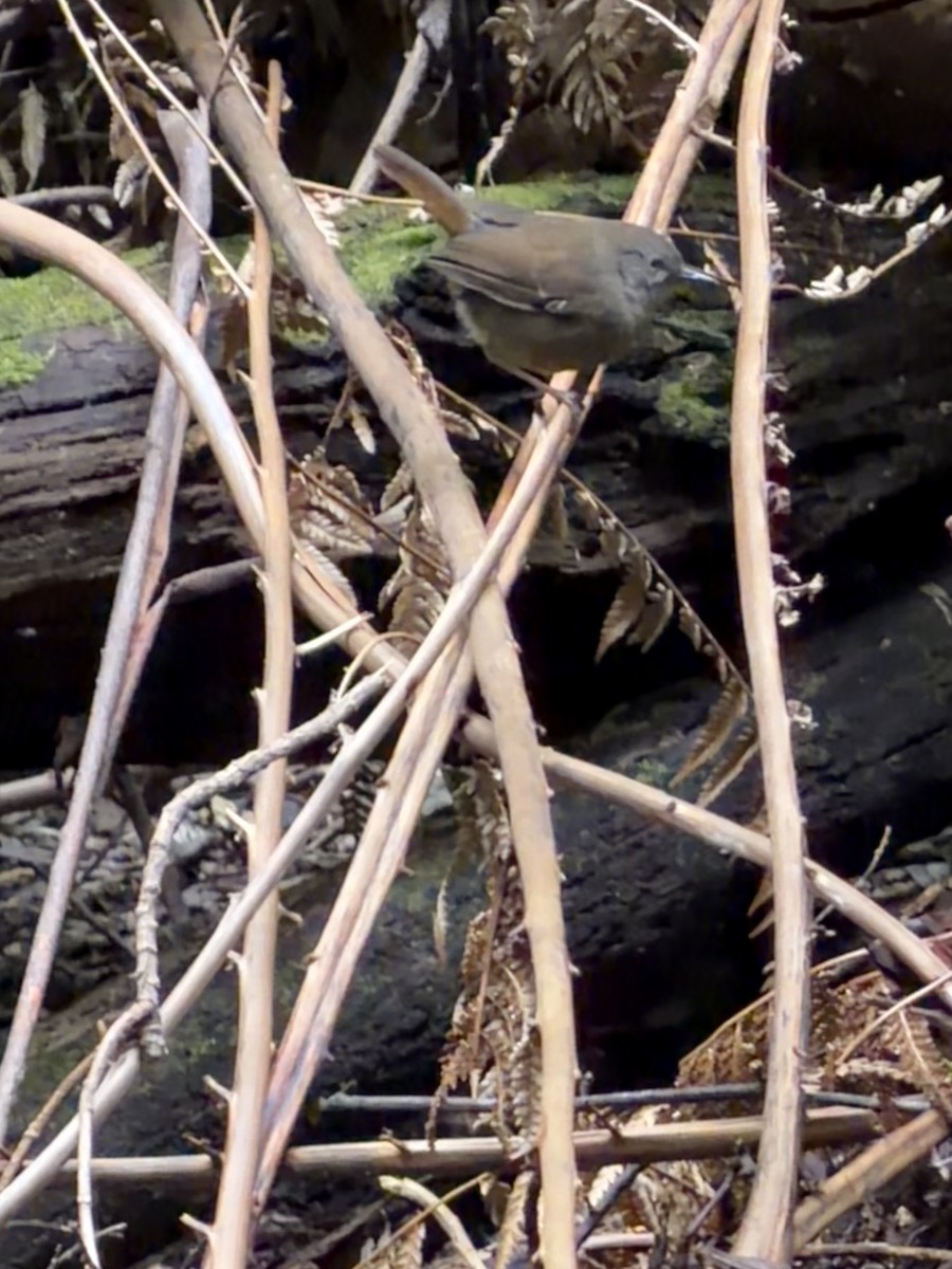 Tasmansericornis - ML645065666