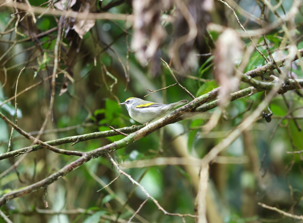 Altın Kanatlı Ötleğen - ML645065695