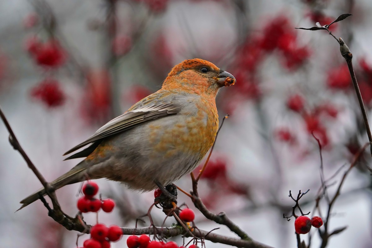 hýl křivčí - ML645065702