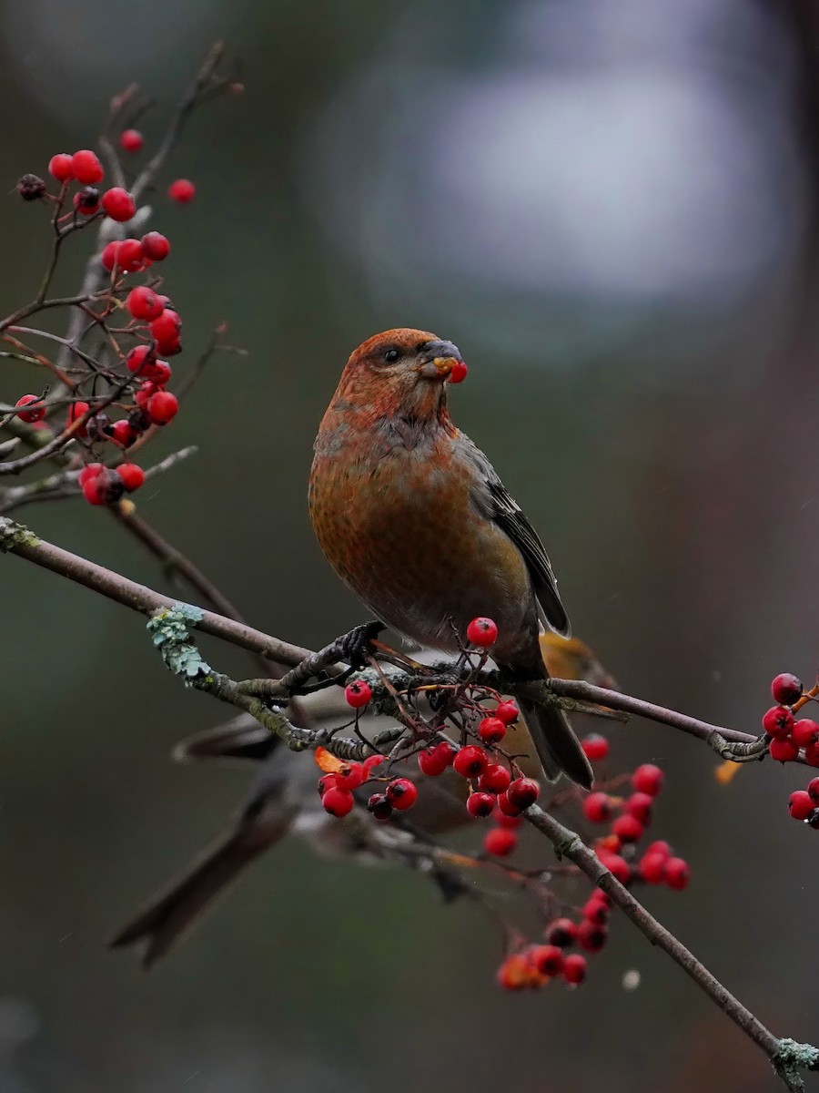 hýl křivčí - ML645065703