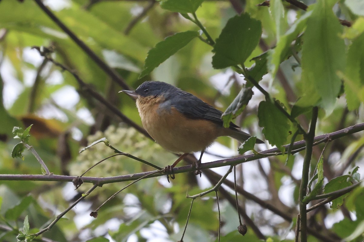 Percefleur rouilleux - ML645065707