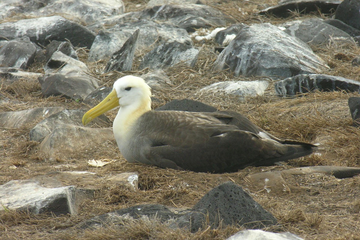 albatros galapážský - ML645065730